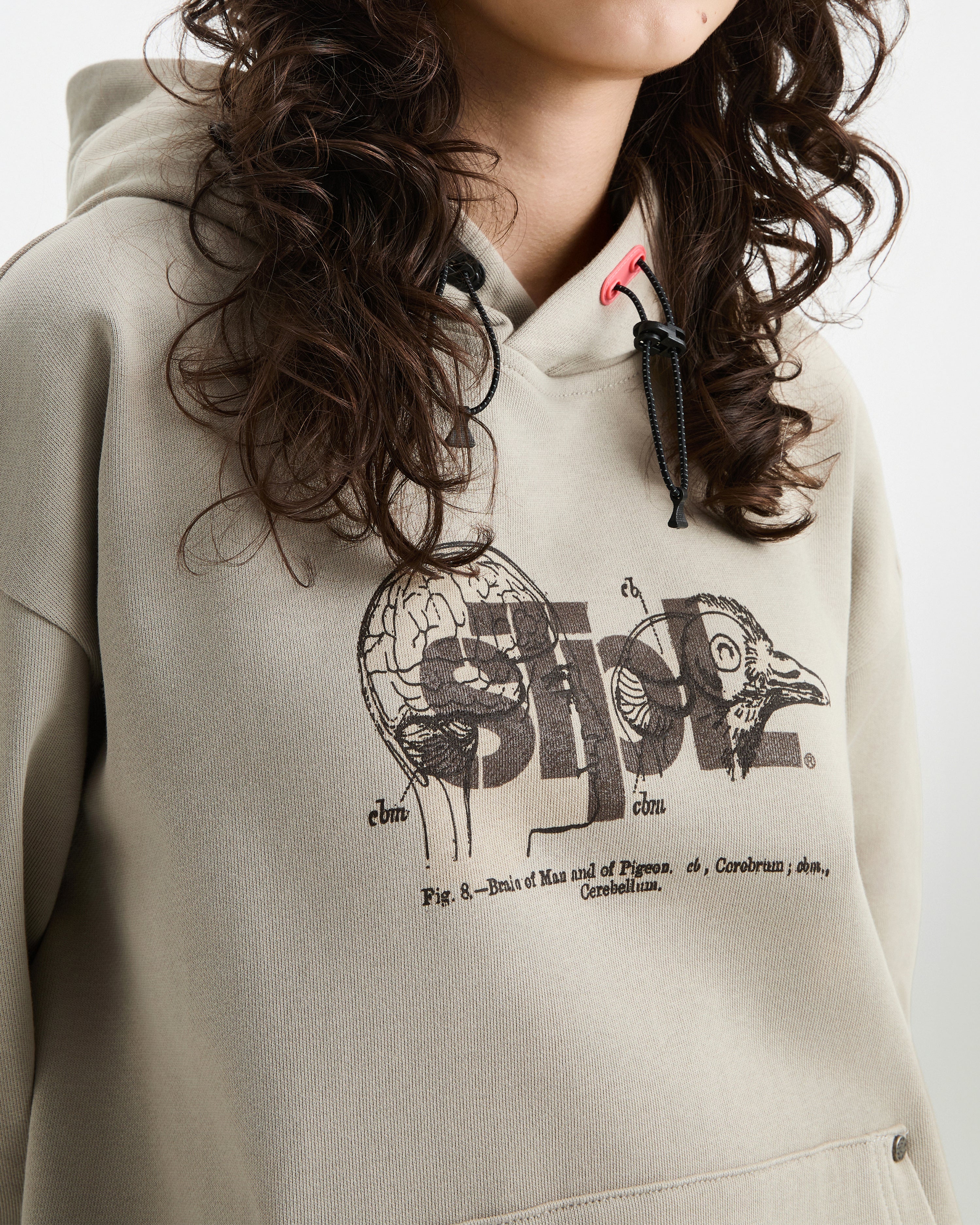 Apex Logo Hoodie - LS Hoodie | Staple Pigeon